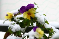 Viola cornuta - Hornveilchen im Schnee