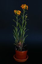 Erysimum cheiri - Goldlack orange