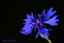 Kornblume - Centaurea cyanus