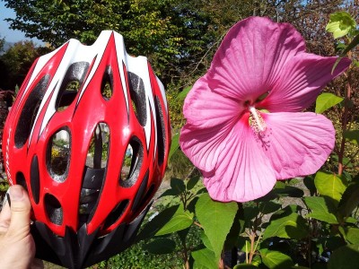 Riesenhibiskusblüte - Hibiscus moscheutos rosa - Silvia Rothen - 01.10.2011 15:02